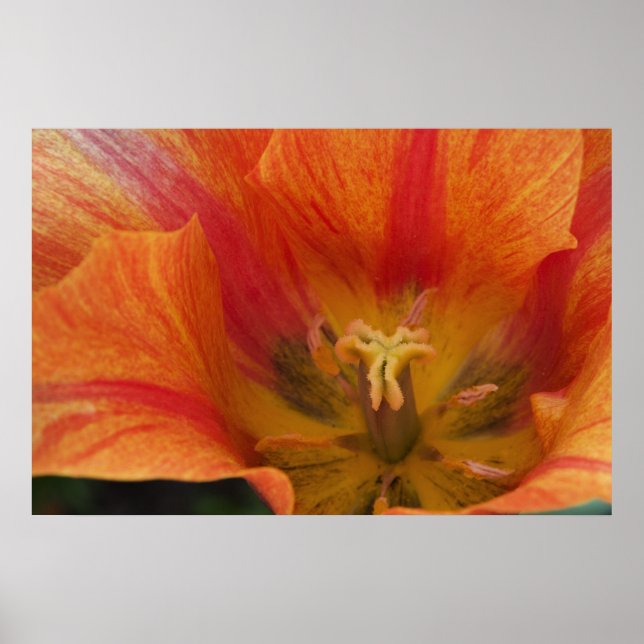 Tulip Poster (Front)