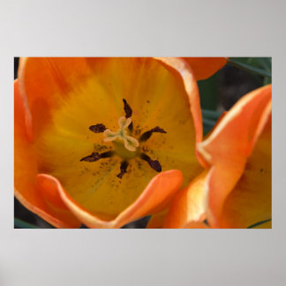 Tulip Poster