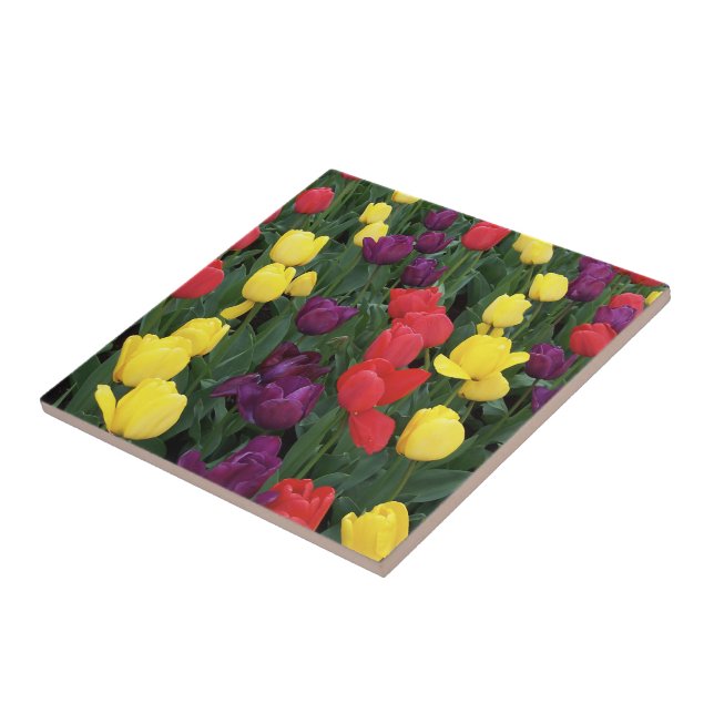 Tulip Rainbow Tile (Side)