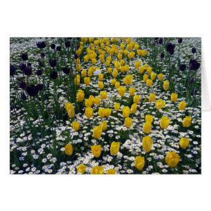 tulip row