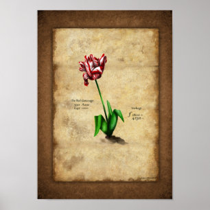 Tulip (Semper Augustus) Poster