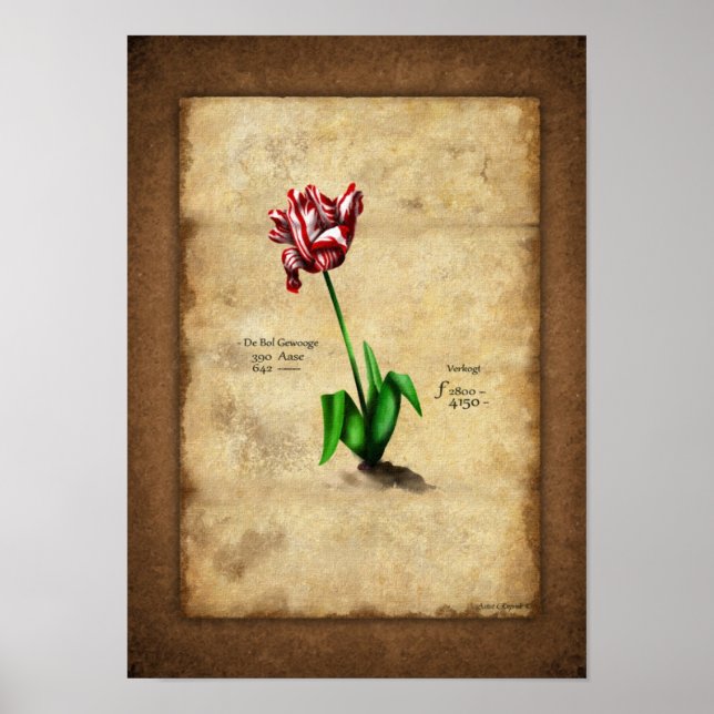 Tulip (Semper Augustus) Poster (Front)