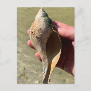 Tulip Shell Florida Marine Wildlife Photography  Postcard