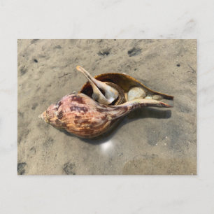Tulip Shell Hermit Crab Seashell Postcard