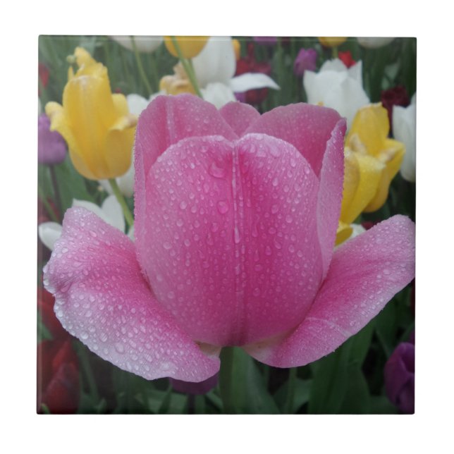 Tulip Small (4.25" x 4.25") Ceramic Photo Tile (Front)