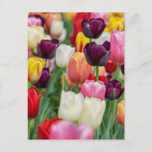 Tulip Spring Flowers Garden Floral Yellow Pink Red Postcard