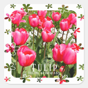 Tulip Square Sticker