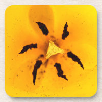 Tulip stamen and pollen