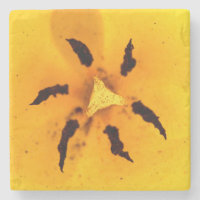 Tulip stamen and pollen
