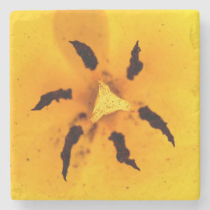 Tulip stamen and pollen stone coaster
