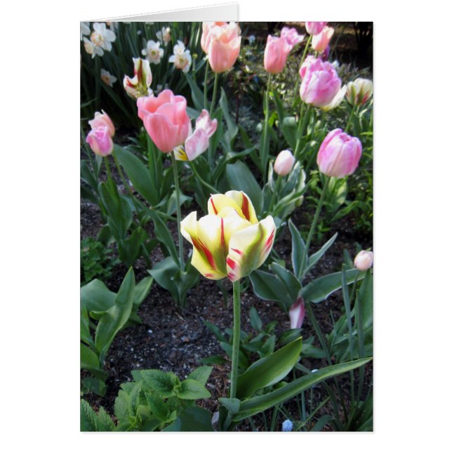Tulip Stand Out In Crowd (Front)