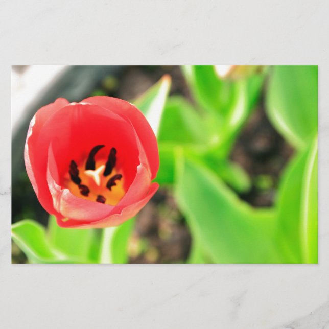 Tulip Stationery (Front)