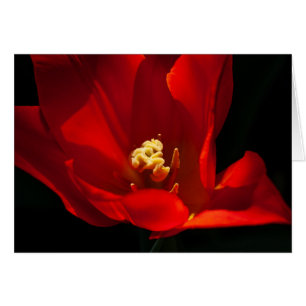 Tulip Synaeda Orange