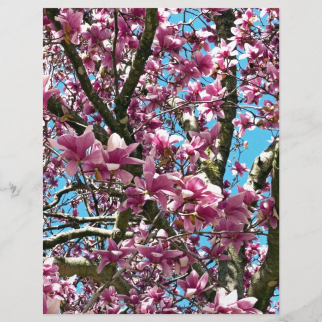 Tulip Tree (Front)