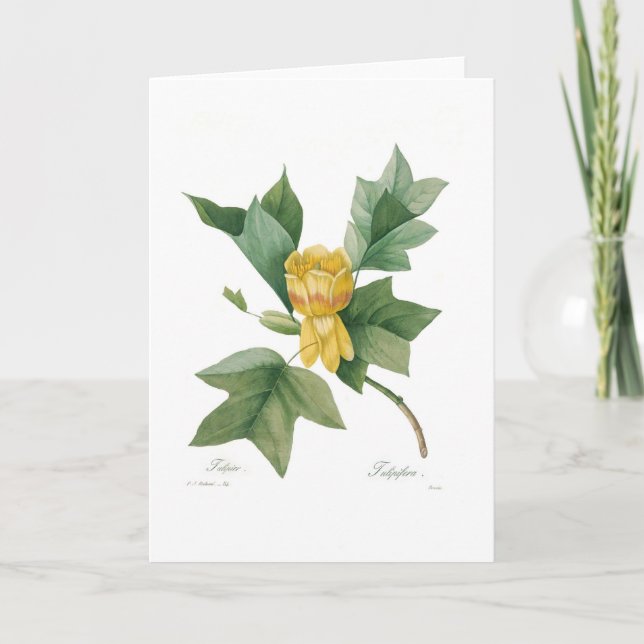 Tulip tree card (Front)