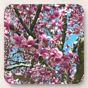 Tulip Tree Coaster