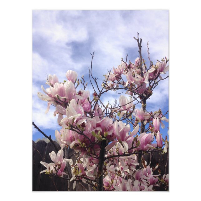Tulip Tree Flowers. Magnolia soulangeana Photo Print (Front)
