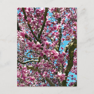 Tulip Tree Postcard