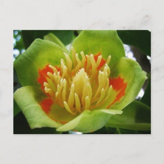 Tulip tree postcard (Liriodendron Tulipifera)