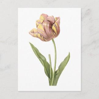 tulip(Tulipa culta) by Redouté Postcard