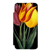 Tulip (Tulipa Gesneriana)