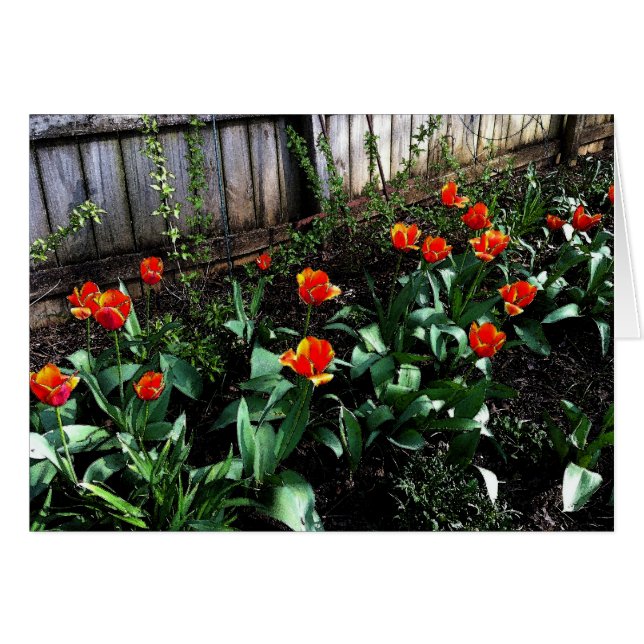 Tulip Watercolor (Front Horizontal)