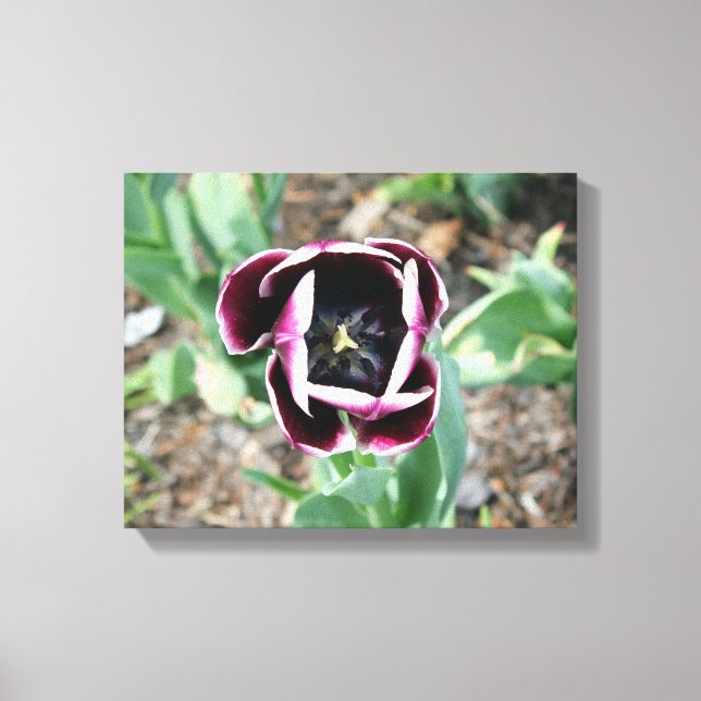 Tulip Wrapped Canvas (Front)