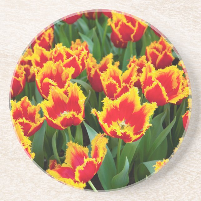 Tulipa Fabio, Keukenhof, Netherlands Coaster (Front)