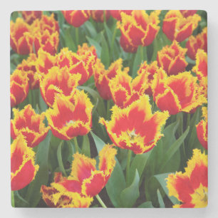 Tulipa Fabio, Keukenhof, Netherlands Stone Coaster