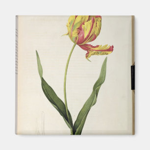 Tulipa gesneriana dracontia, from 'Les Magnet