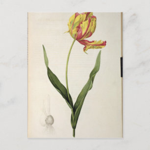 Tulipa gesneriana dracontia, from 'Les Postcard