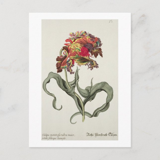 Tulipa Monstrosa Rubra Maior from 'Phythanthoza Ic Postcard (Front)