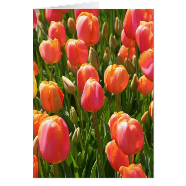 tulips (Front)