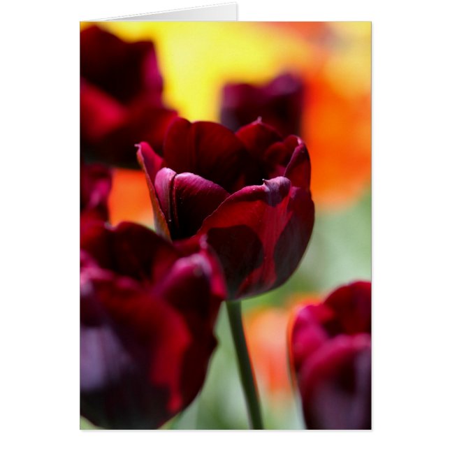 tulips (Front)