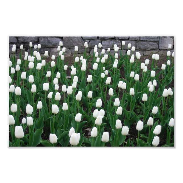 Tulips 10 Print (Front)