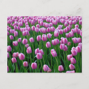 Tulips 14 Postcard