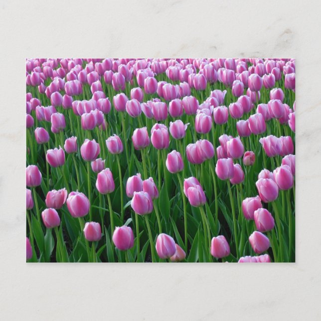Tulips 14 Postcard (Front)