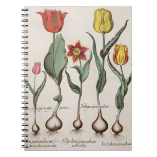 Tulips: 1.Tulipa lutea maculis rubens; 2.Tulipa au Notebook