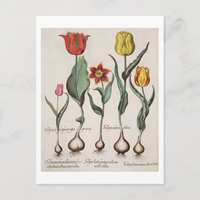Tulips: 1.Tulipa lutea maculis rubens; 2.Tulipa au Postcard (Front)