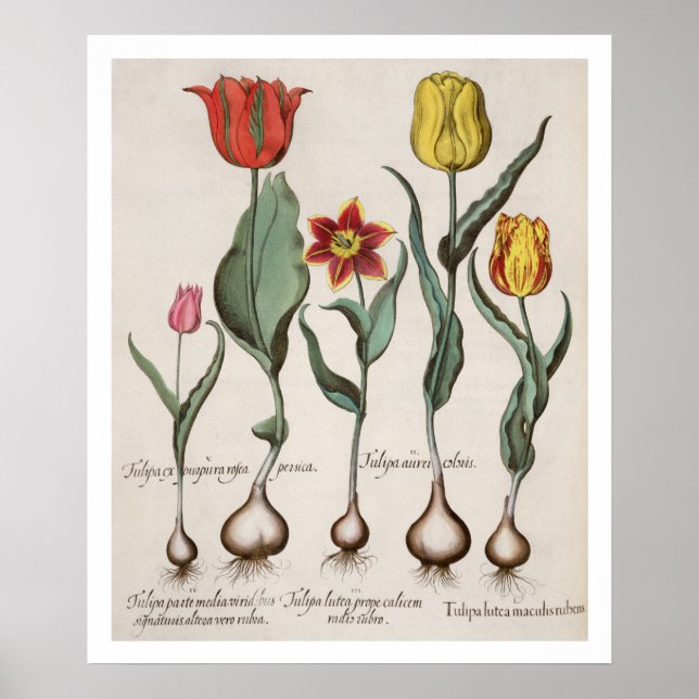 Tulips: 1.Tulipa lutea maculis rubens; 2.Tulipa Poster (Front)