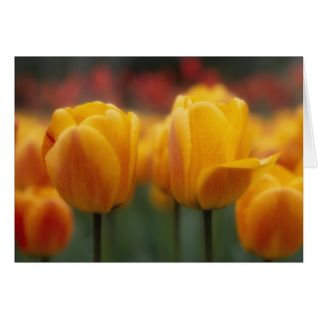 Tulips 2 (Front Horizontal)