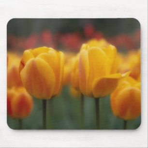 Tulips 2 mouse pad