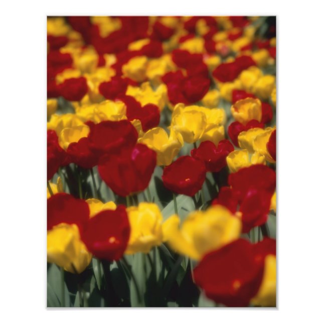 Tulips 2 photo print (Front)