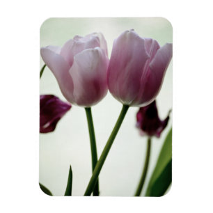 Tulips 3259 magnet