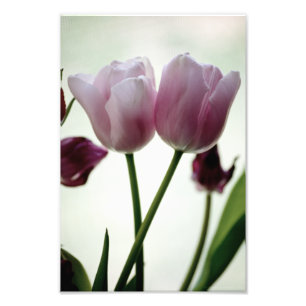 Tulips 3259 photo print