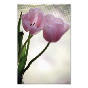 Tulips 3265 photo print