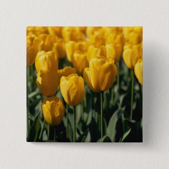 Tulips 3 15 cm square badge (Front)