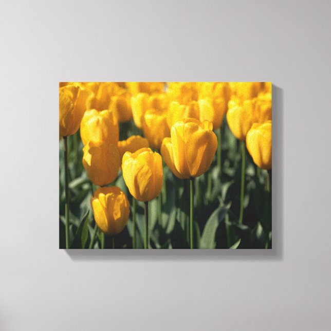 Tulips 3 canvas print (Front)
