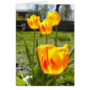 TULIPS (& A COLLIE)