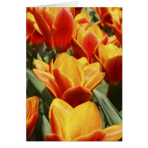 Tulips abound in Keukenhof Gardens, Holland.